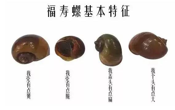 广东福寿螺泛滥成灾,广西大量福寿螺
