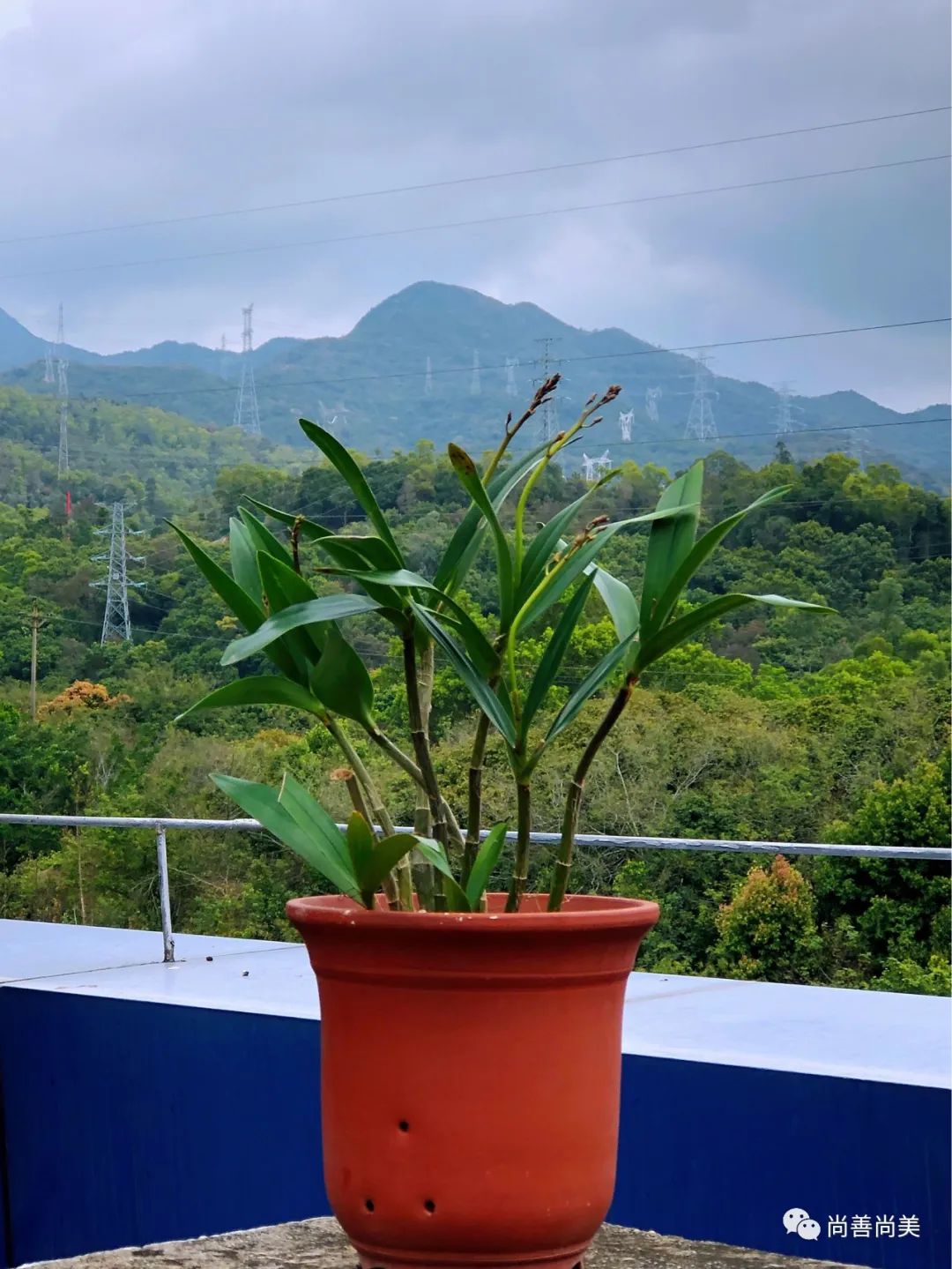 香水石斛兰花怎么养,家养香水石斛为什么不开花