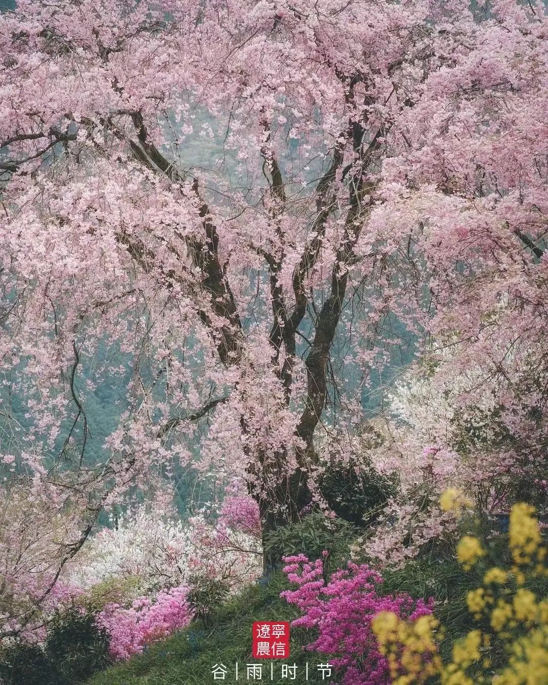 二十四节气之谷雨内容,二十四节气之谷雨的故事