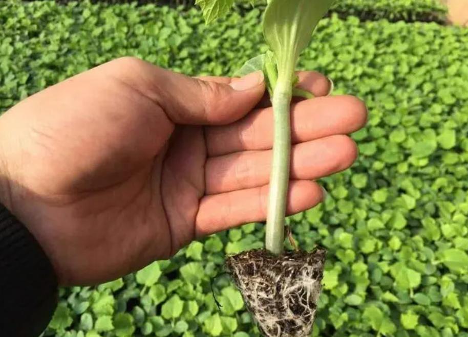 大棚高密度黄瓜和苦瓜种植技术,黄瓜和苦瓜能套种吗