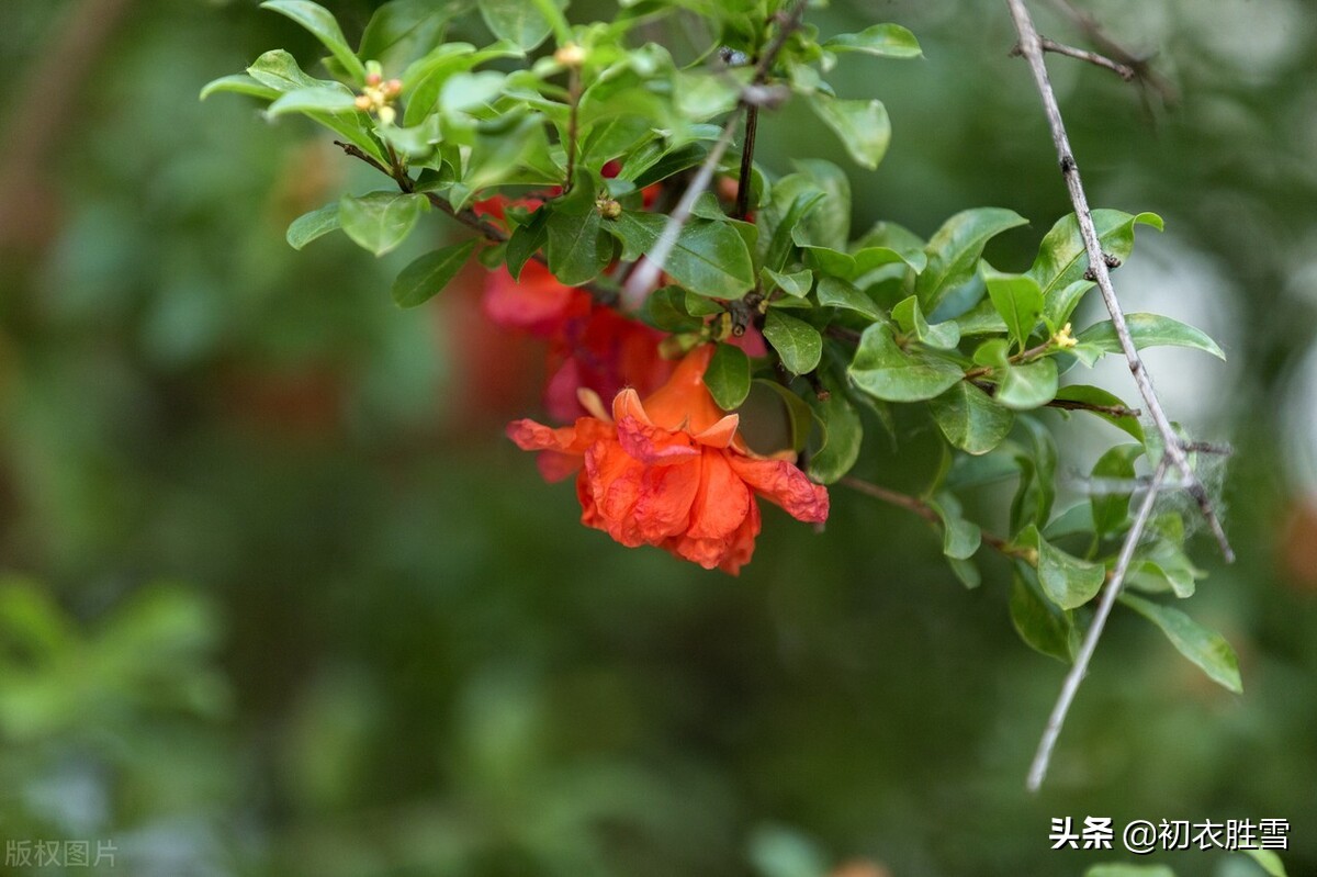 关于石榴的诗词苏轼,咏石榴诗苏轼