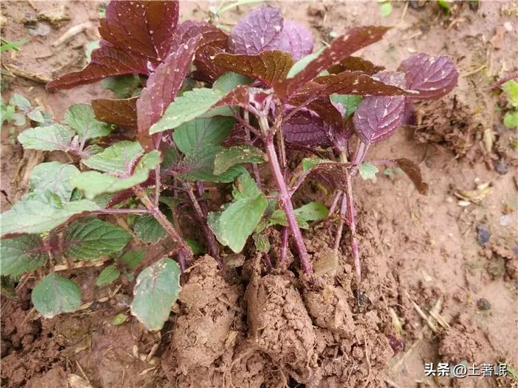 时光荏苒中的荏苒指的是哪种植物,时光荏苒中的荏苒在古代指什么