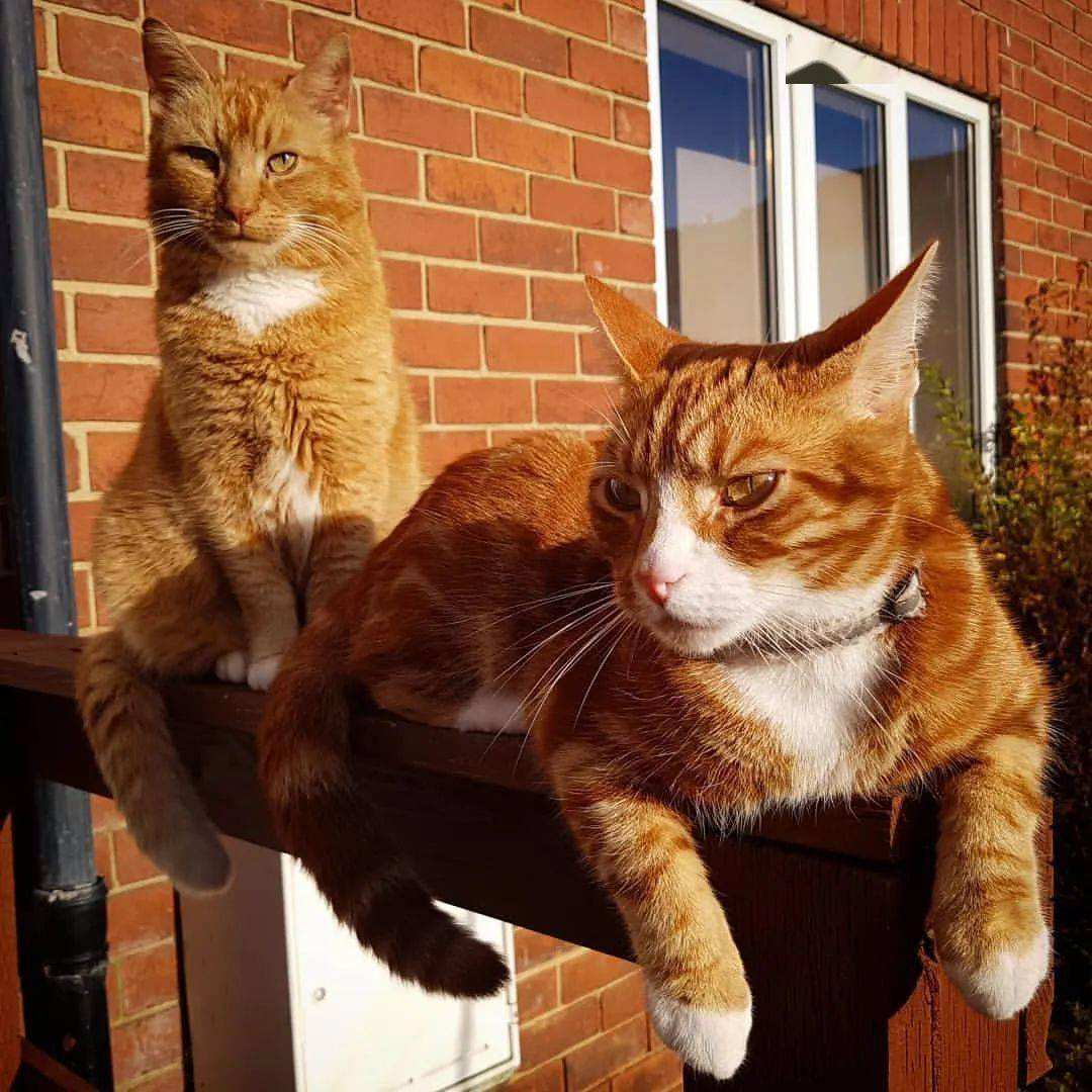 旺主人猫有什么特点,旺家猫的五大征兆是什么