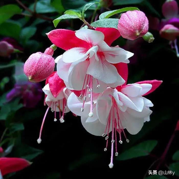 五颜六色的花朵养眼舒心,灵动秀美的花朵图片