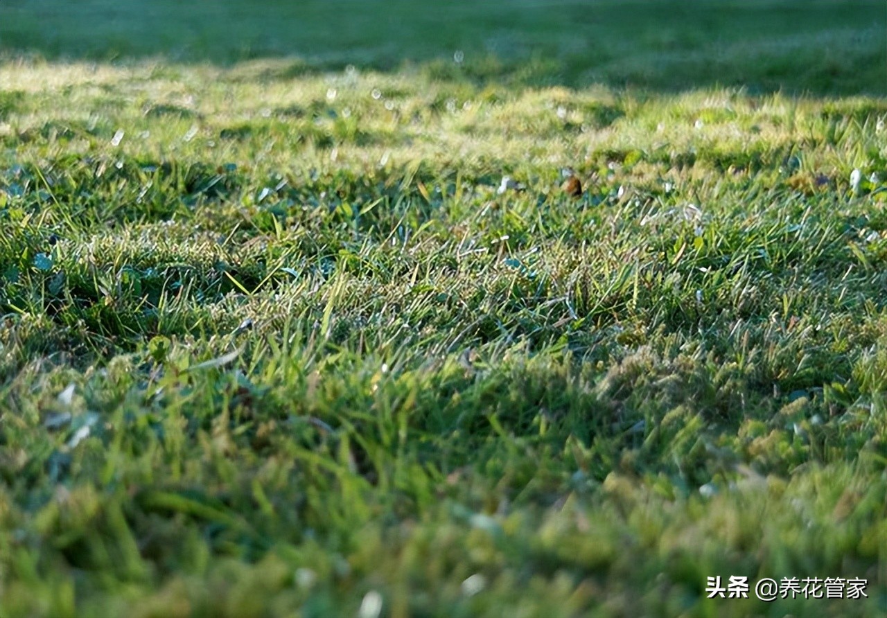 草坪哪种品种好,仿真草坪好还是种草坪好