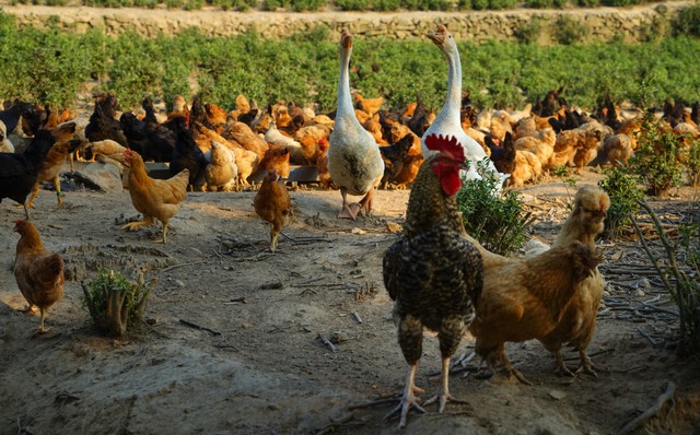 养殖水蛭一年能挣多少钱,致富经养水蛭赚500万