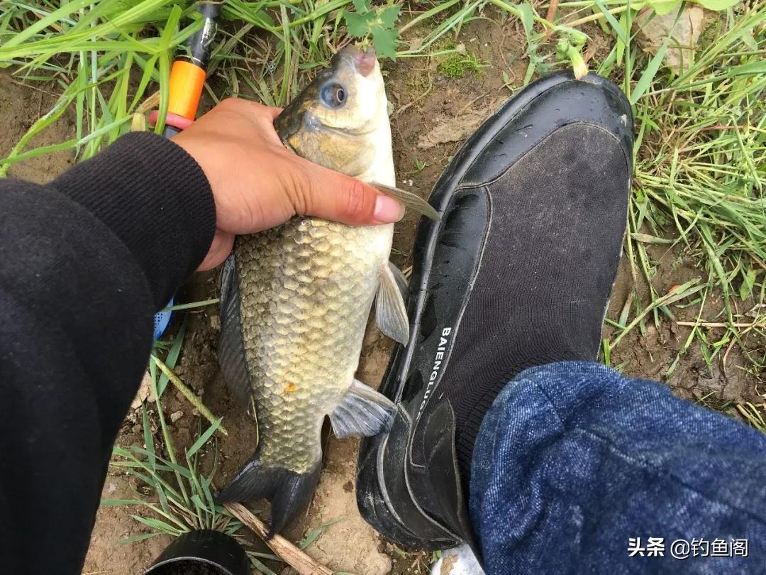 麝香酒钓鱼真的好用吗,钓鱼麝香酒是智商税吗