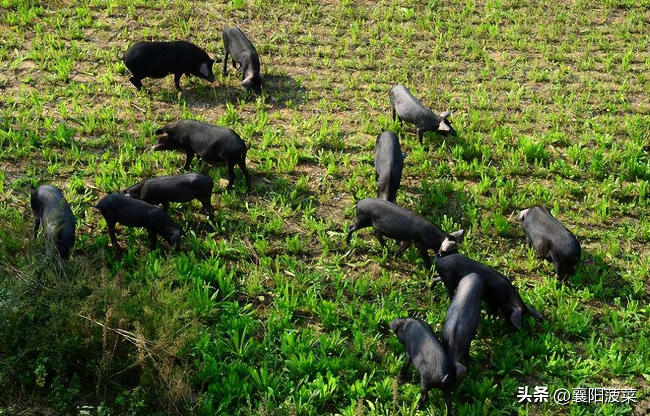 黑猪肉襄阳,襄阳土猪肉黑猪肉