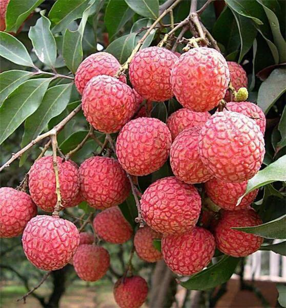 北京一斤荔枝卖1049元，从雪糕刺客到荔枝刺客；是收智商税吗？