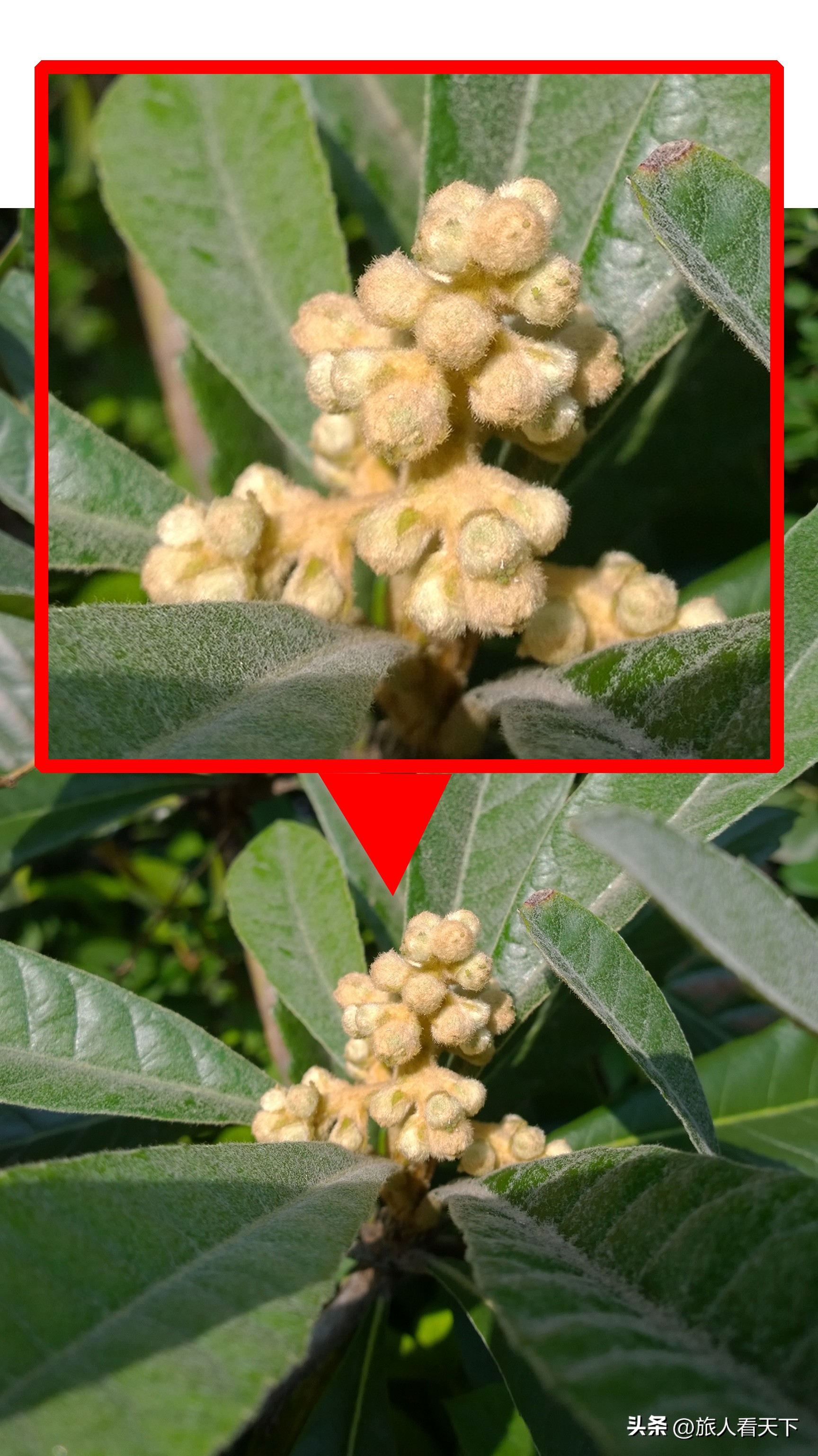 p70拍照对比诺基亚1020,诺基亚1020对比苹果14pro