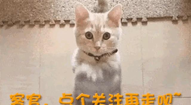 张嘉倪被调侃视频,张嘉倪卖货被吐槽