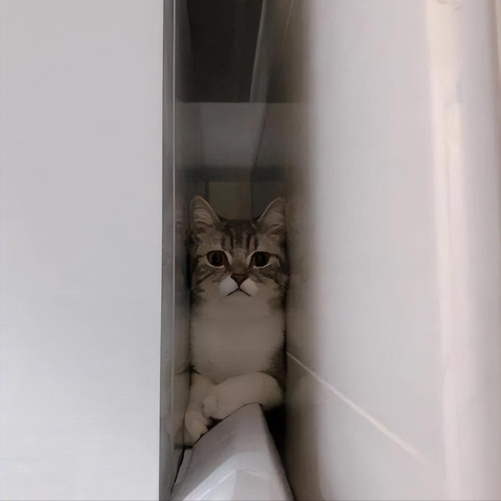 怎么测试自家猫爱不爱自己,如何测试小白猫家里的猫咪傻不傻