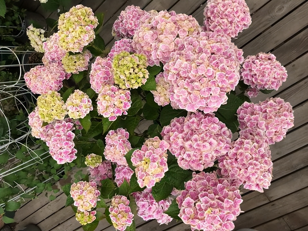 家里养花花草草便宜好养推荐,最便宜又好养的4种花草