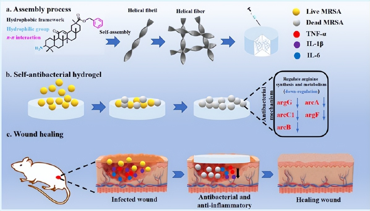 金黄色葡萄球菌甲硝唑凝胶,医用抗菌凝胶对尿道炎有用吗