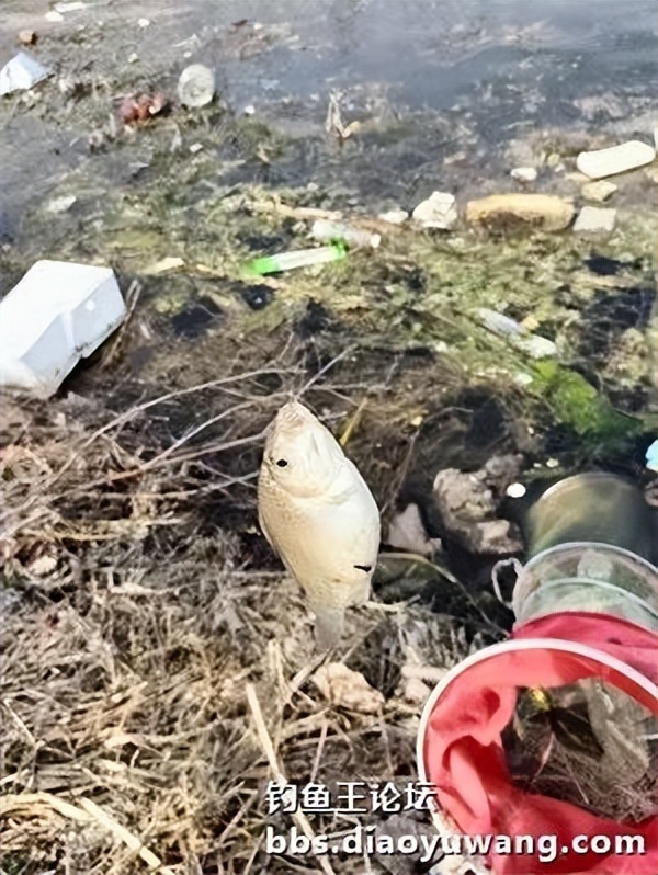 用饵料钓小河边的鱼,用钓鱼王饵料能钓到什么鱼