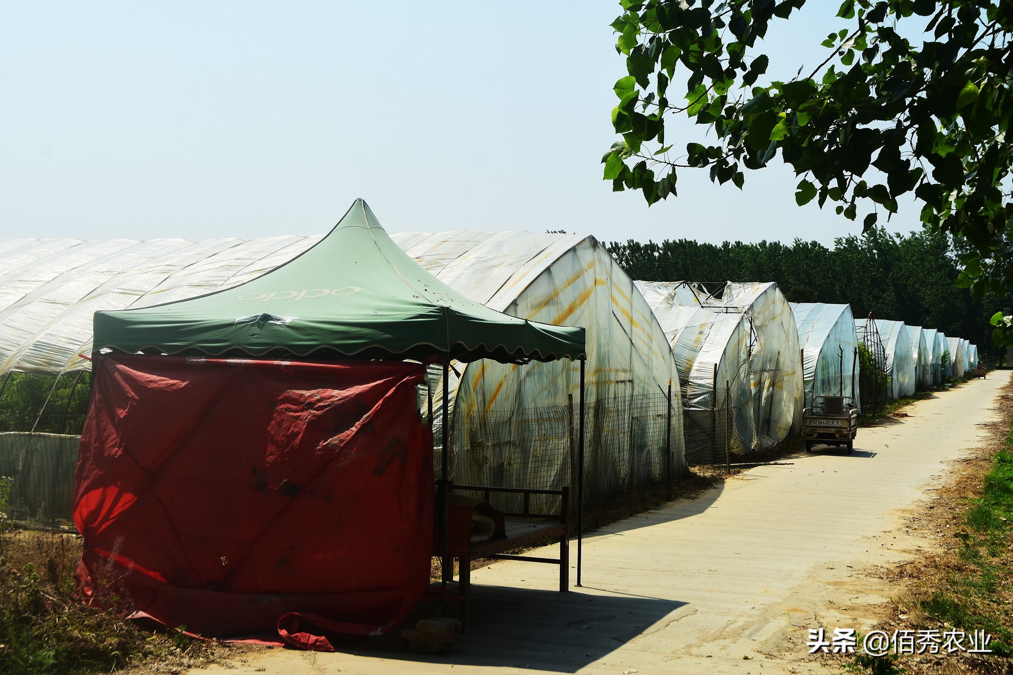 种植桃子成本与利润,农村种植零风险