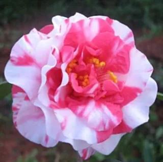 波浪山茶花,海岛山茶花