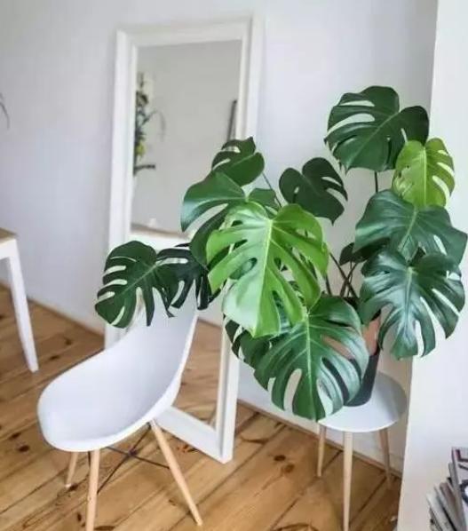 家里养什么花好看又旺财,在家养什么花好看又旺财