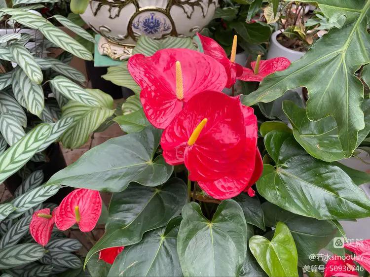 钗头凤江南冬日暖,钗头凤沐春风