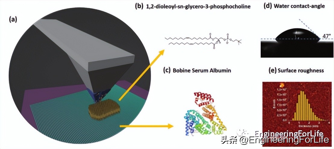 《Small》：生物灵感的三维纳米光刻！脂质墨水创建3D结构