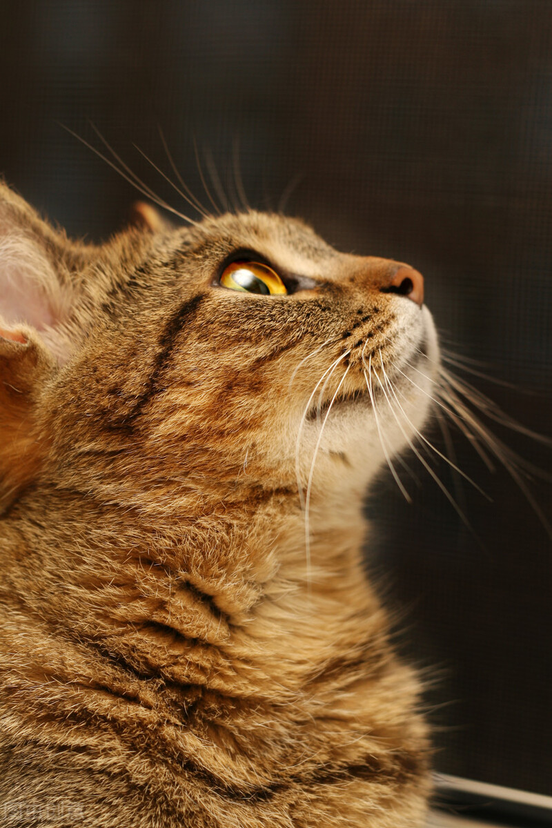 搞笑反转的文案发朋友圈,那些笑掉你下巴的沙雕神反转文案