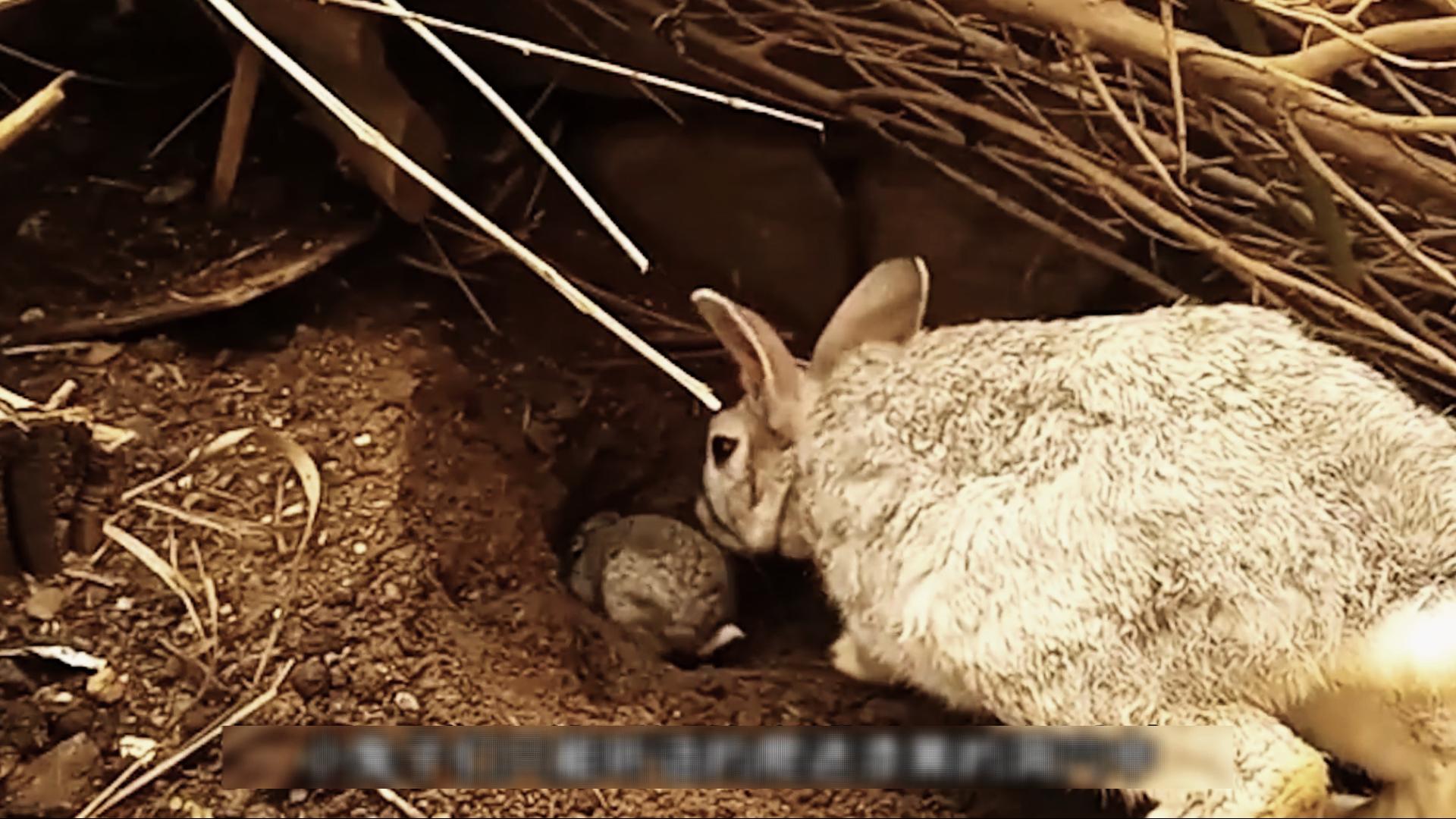 国外野兔泛滥成灾后续,国外野兔泛滥成灾
