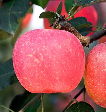甘肃这边的水果,甘肃的水果少吗