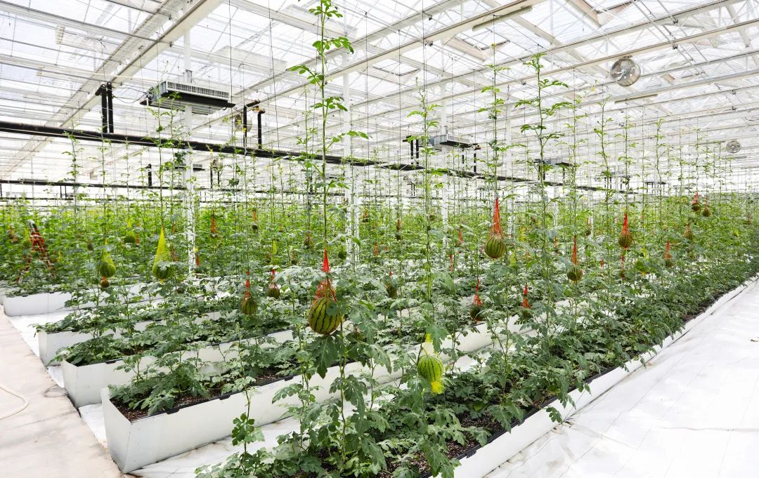 打造全国农业现代化示范区,现代化农业示范区规划图