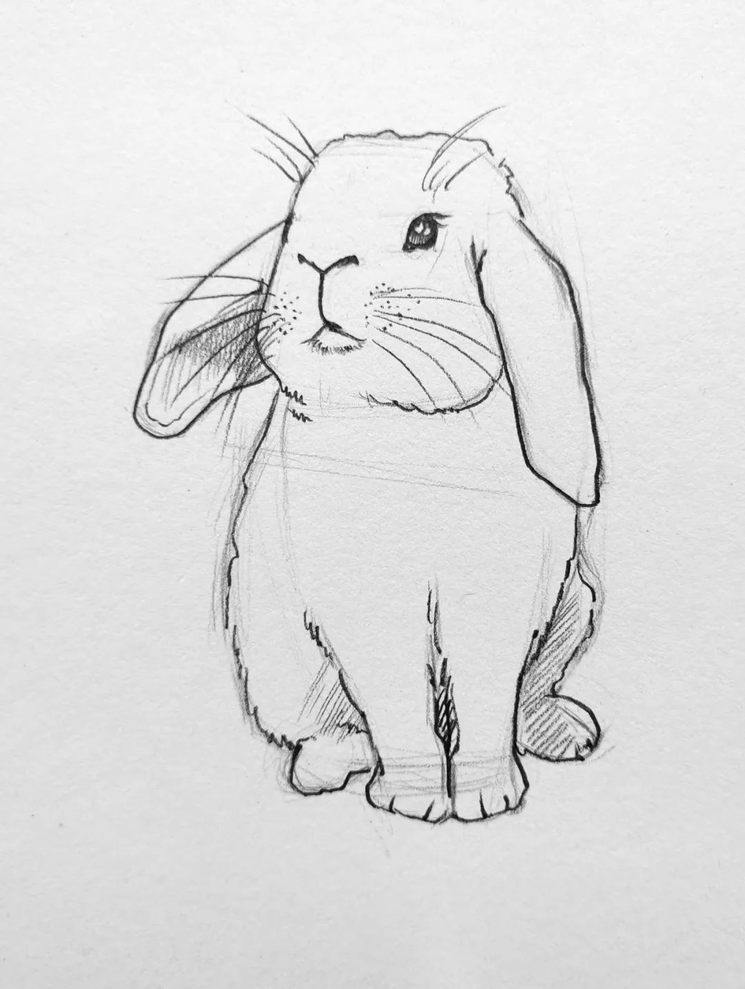 简笔画小动物小兔子三种画法,小兔子的画法大全可爱简笔画