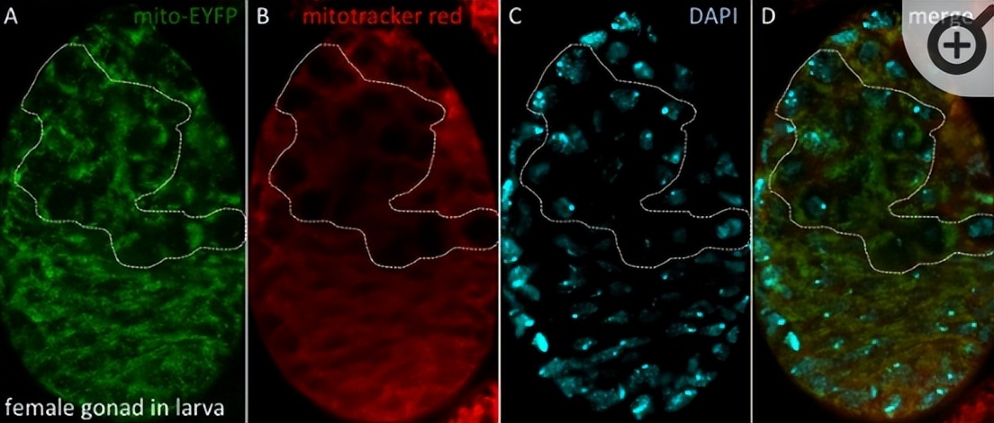 NPF2.8促进因子对拟南芥花粉表面黄酮醇糖苷积累作用的研究