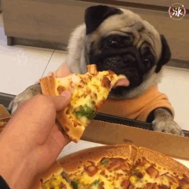 这7种狗公认无攻击性很适合家养,什么狗听话好养又聪明又大容易胖