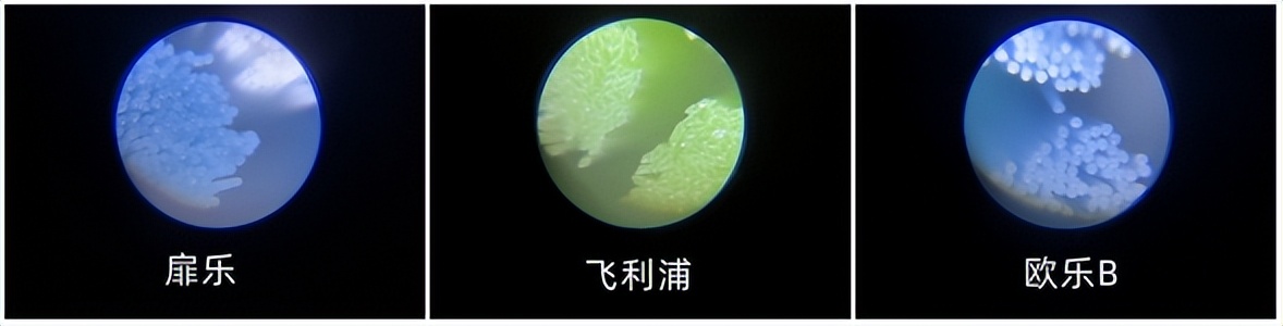 300多的电动牙刷值得买吗,最贵的电动牙刷多少钱一把