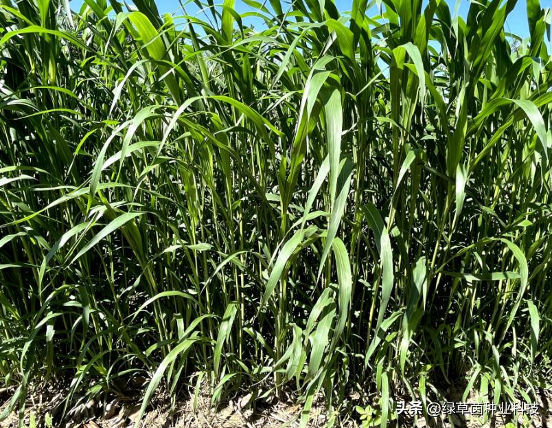 养殖牛羊种什么青饲料好,饲养牛羊种哪些牧草好