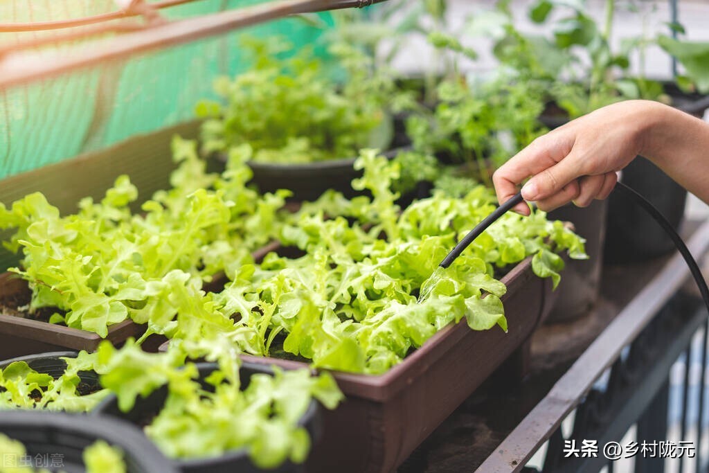 结球生菜和意大利生菜哪个产量高,结球生菜的种植方法