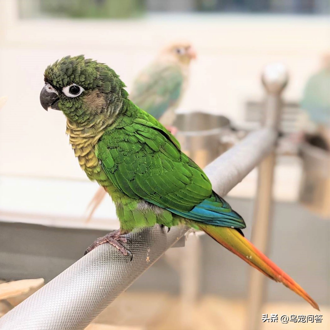 怎么才能让鹦鹉摇头呢视频,小太阳鹦鹉喜欢挠头怎么回事