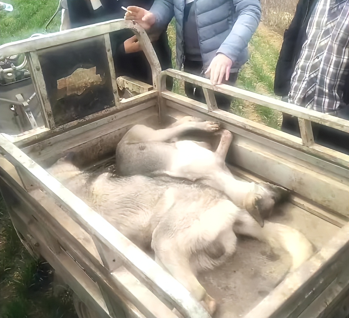 狼青犬咬死三只狗,4条狼青犬咬死数十只羊