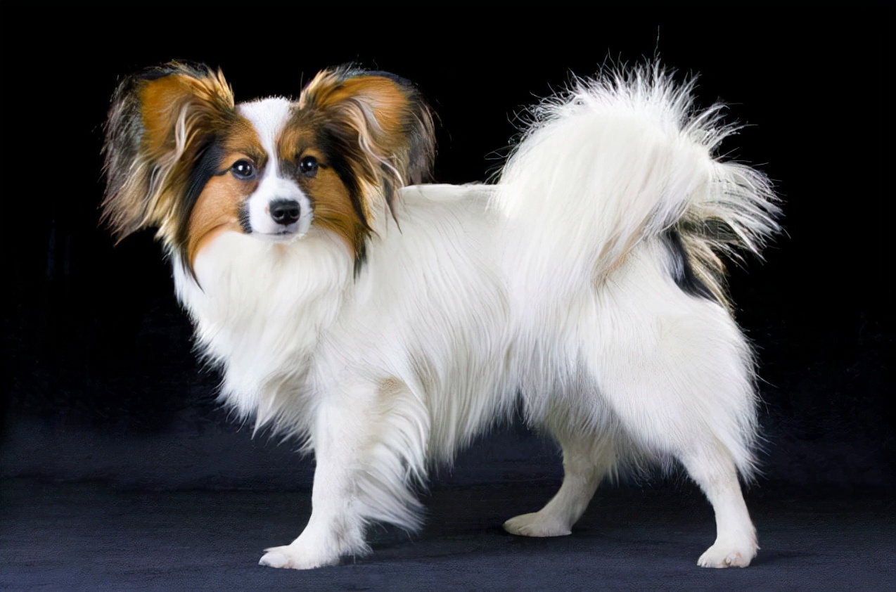 世界上最聪明的狗前10排行榜,世界上最聪明的狗是哪个狗