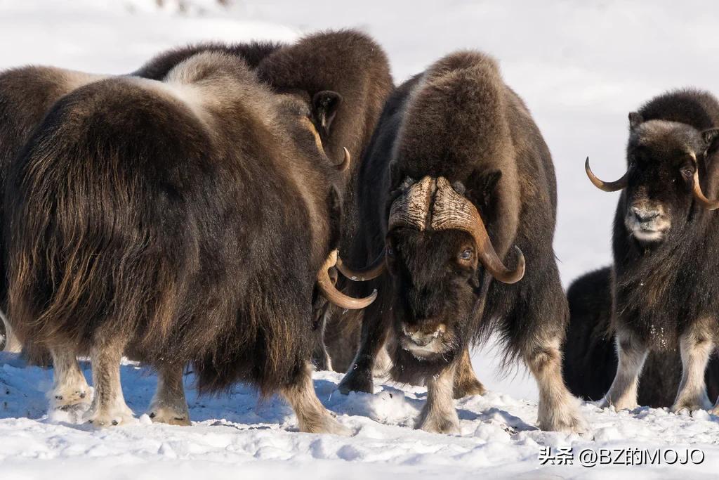 你买的奢侈品为什么那么贵,最奢侈的面料