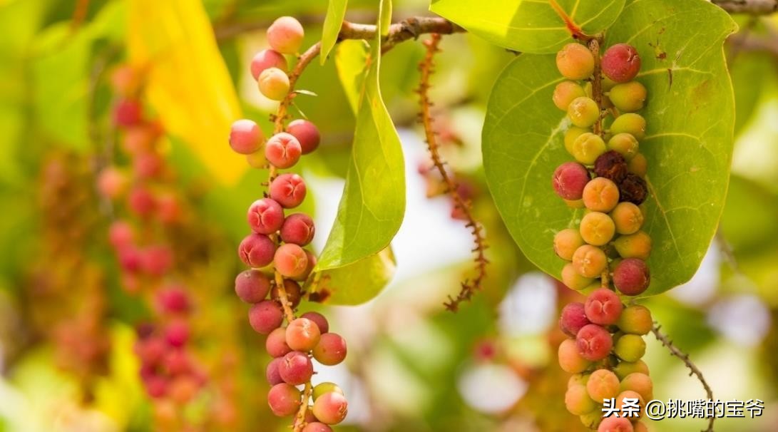 巴巴多斯中国人,巴巴多斯人在中国