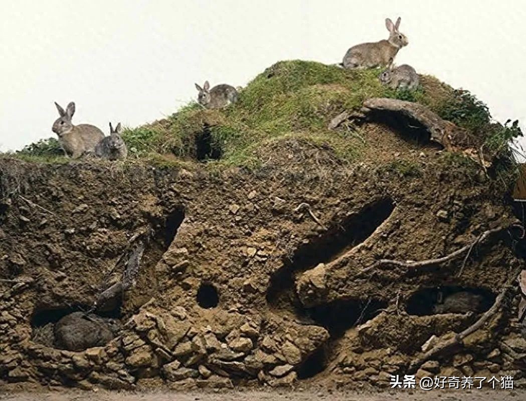 20张罕见图,最罕见的20张图片