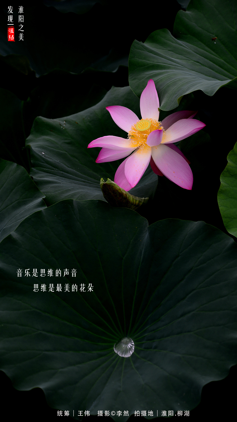 河南周口淮阳荷花节开幕会在哪里,周口淮阳荷花节开始了吗