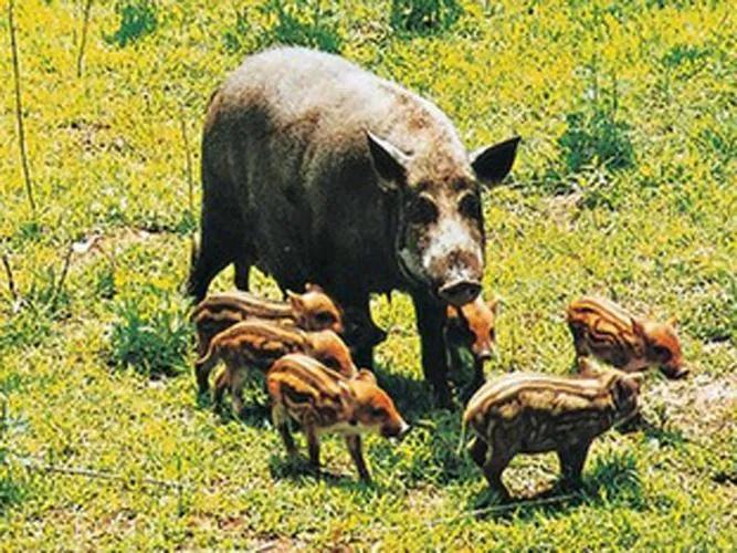 农村赚100万的项目有哪些,农村荒地种植什么最赚钱