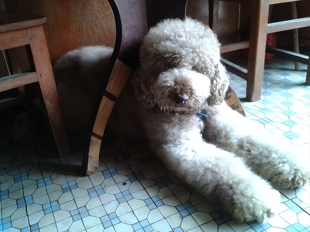 为什么巨型贵宾犬好养,贵宾为什么那么粘人