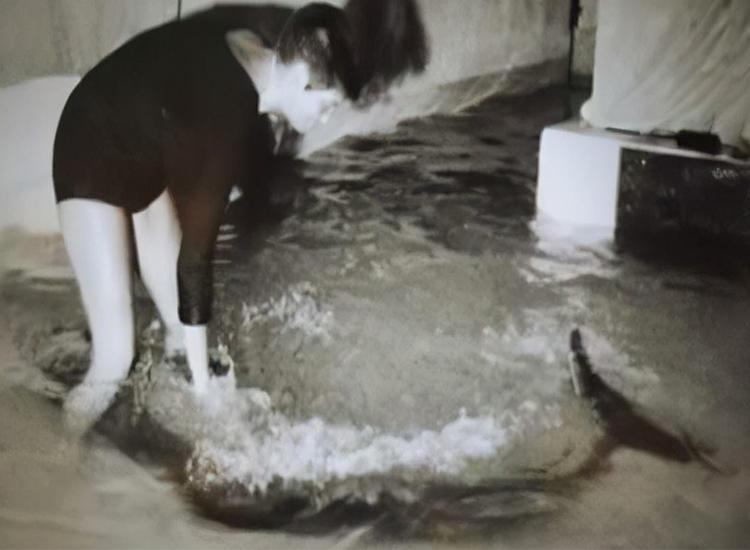 世界上仅存的3只，鲸豚兽是什么？跨越物种的爱情，打破生殖隔离