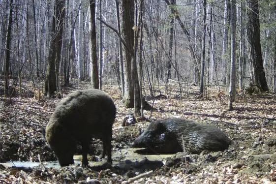 野猪泛滥招募猎人,野猪悬赏地区