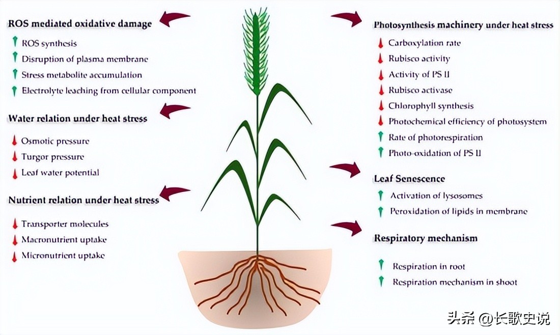 小麦淀粉糊化的温度是多少度,小麦淀粉高温糊化后有韧性吗
