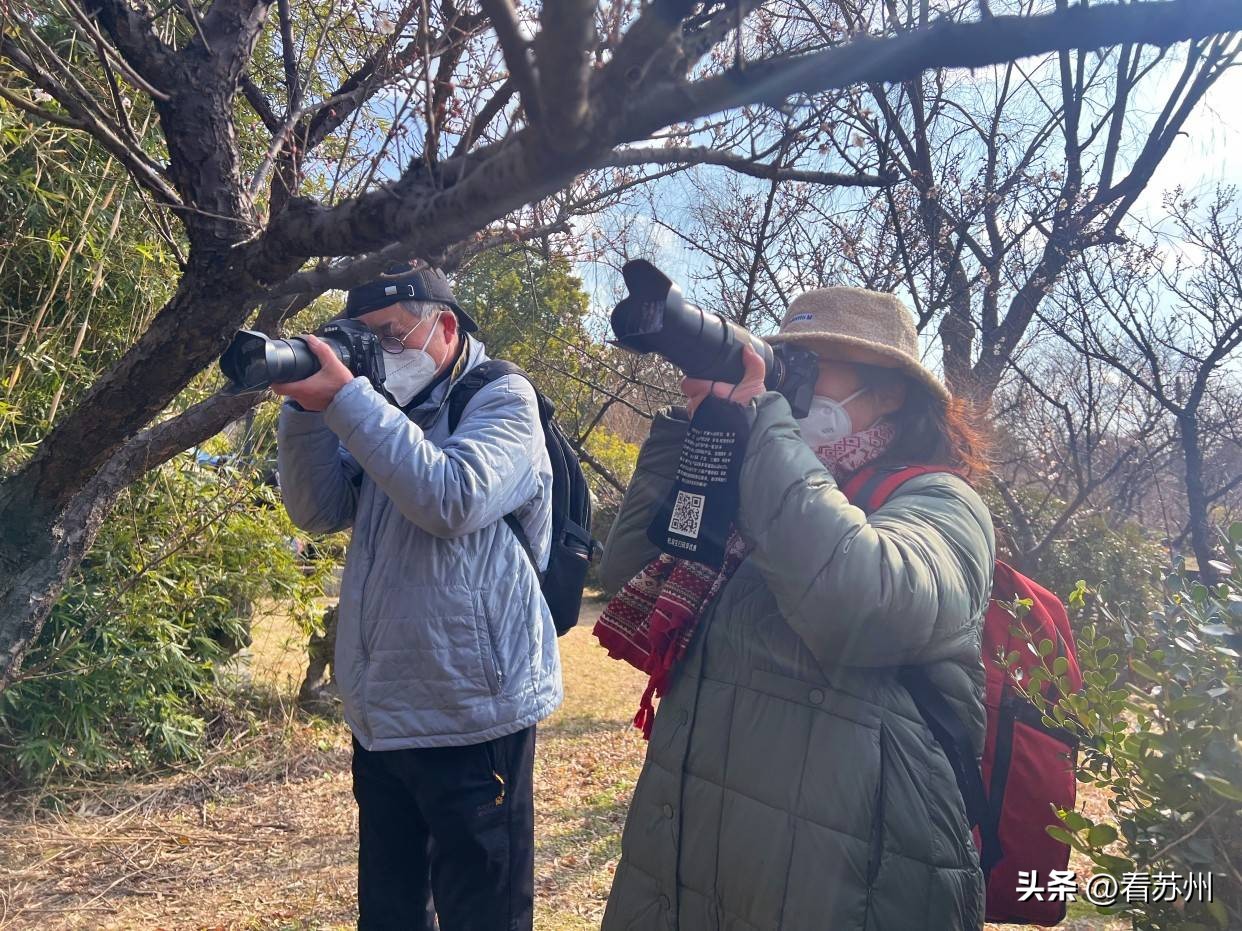 苏州赏梅最好的免费地方,二月初苏州腊梅