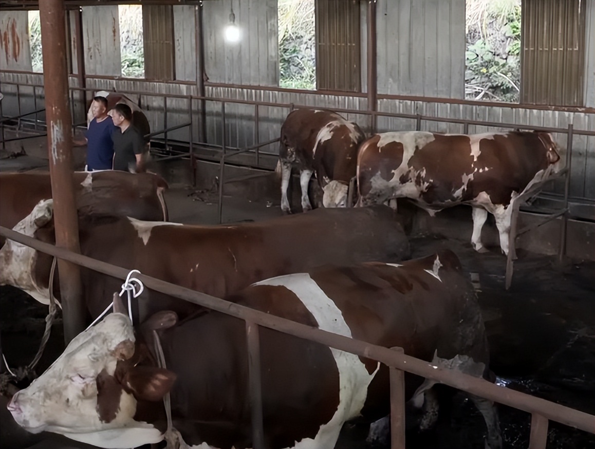 养牛一头牛赚6千的秘密,养牛6头牛一年赚多少钱