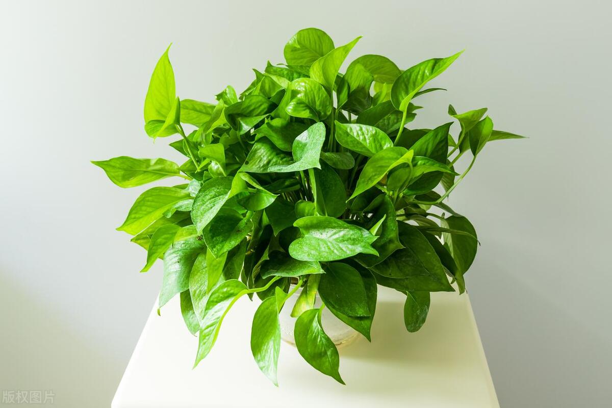 装修tvoc气味太重怎么处理,新房装修完TVOC超标多少不能入住