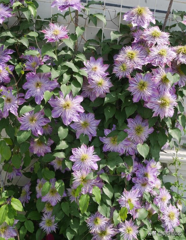 怎么才能买到品种好的铁线莲,包邮区适合种的铁线莲品种